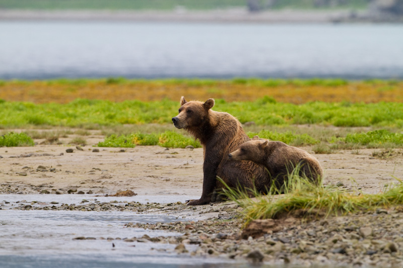 Grizzly Bear Sow And Cub